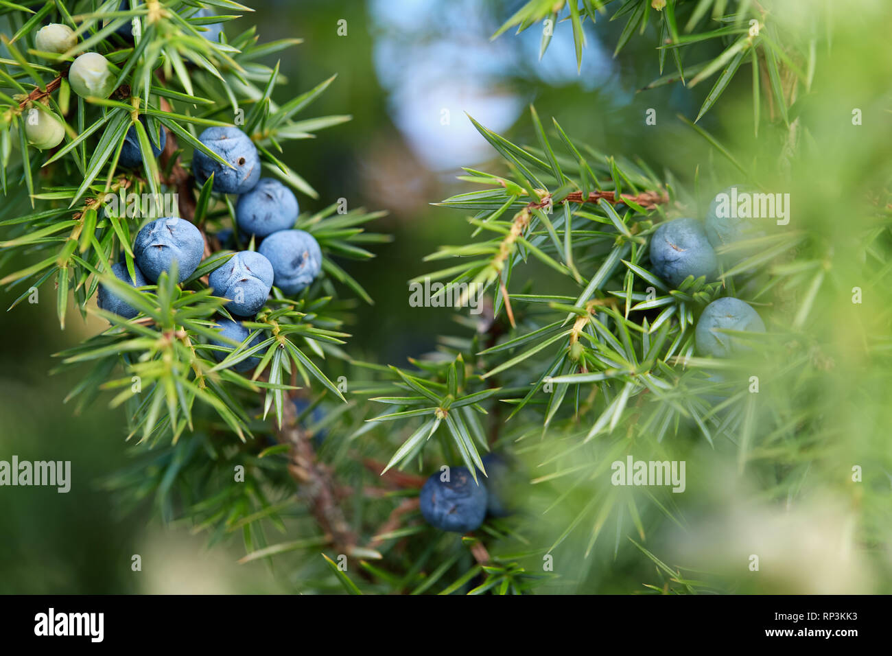 Nahaufnahme der Wacholder wächst am Baum. Juniper Zweig mit blauen Beeren wachsen außerhalb. Stockfoto