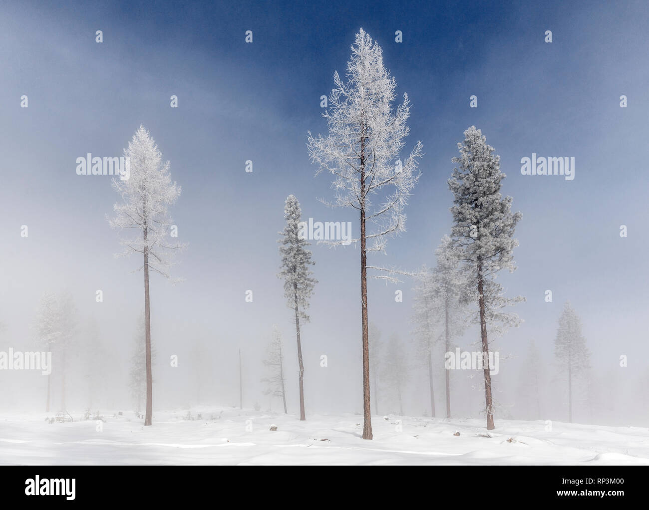 WA 14472-00 ... WASHINGTON - Frosted Bäume mit Nebel in der Nähe von Loop Loop Gipfel im Norden Kaskaden. Stockfoto