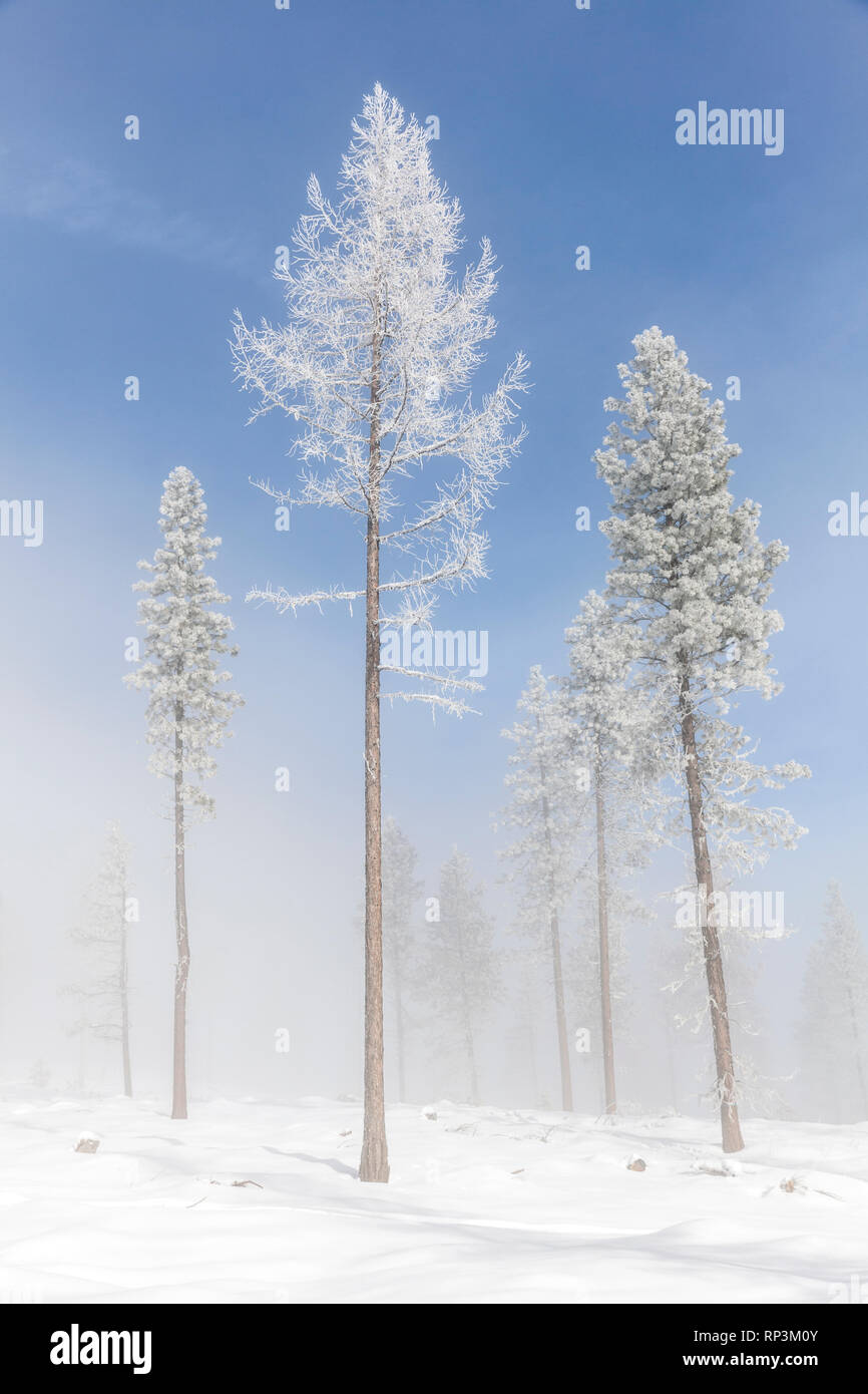 WA 14473-00 ... WASHINGTON - Frosted Bäume mit Nebel in der Nähe von Loop Loop Gipfel im Norden Kaskaden. Stockfoto
