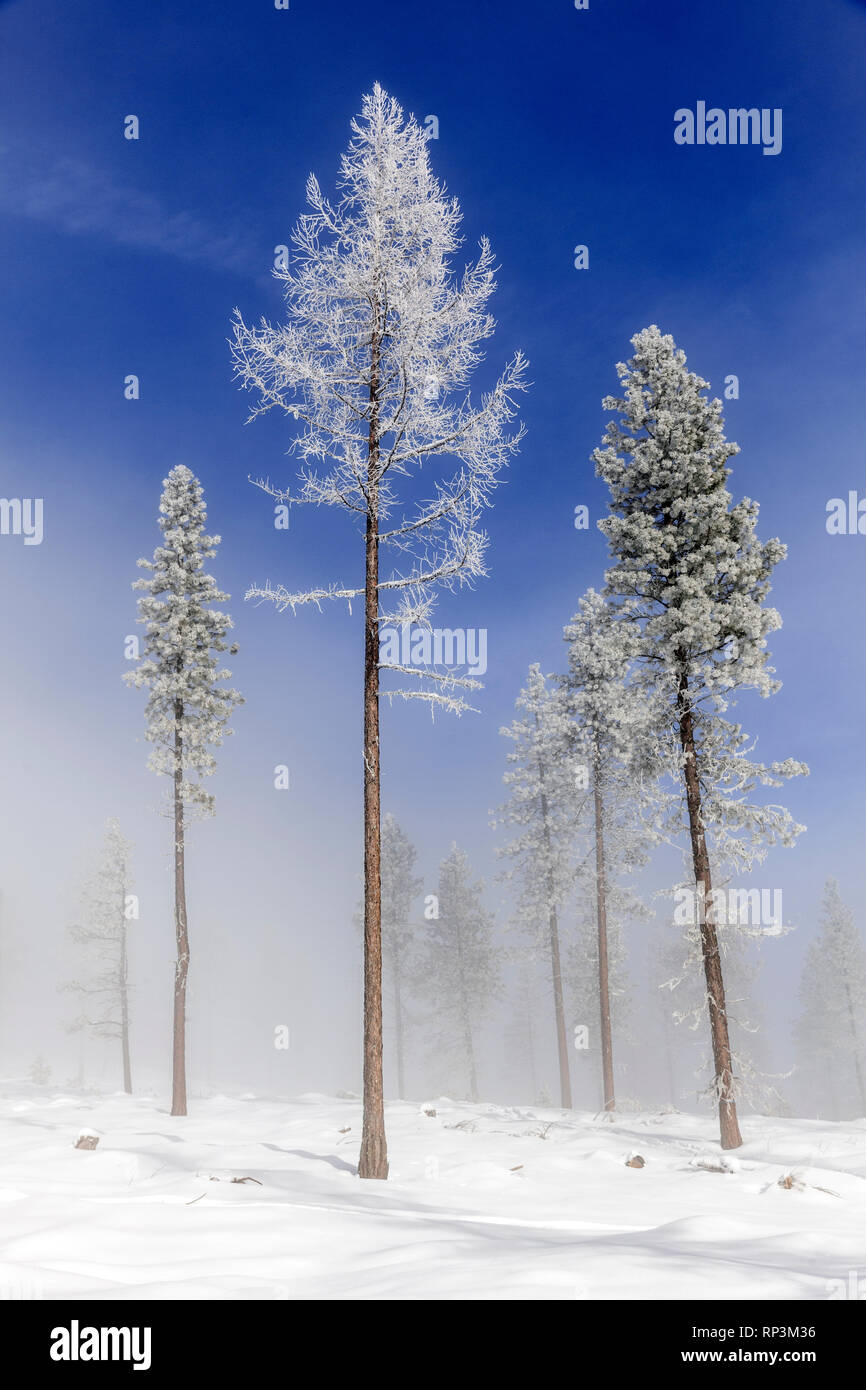 WA 14474-00 ... WASHINGTON - Frosted Bäume mit Nebel in der Nähe von Loop Loop Gipfel im Norden Kaskaden. Stockfoto