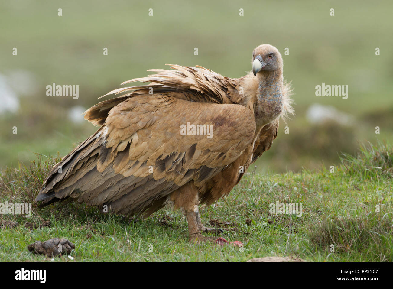 Eurasian Griffon Vulture im Norden von Spanien Stockfoto