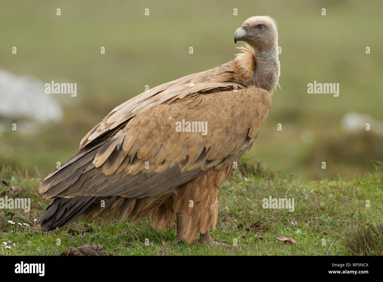 Eurasian Griffon Vulture im Norden von Spanien Stockfoto