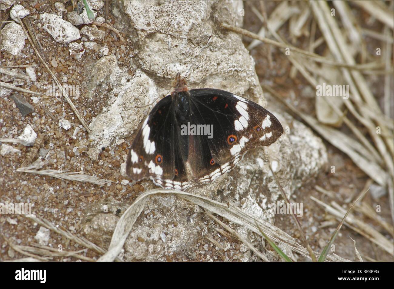 Dunkelblaue Stiefmütterchen (Precis oenone) Diani Beach, Kenia Stockfoto