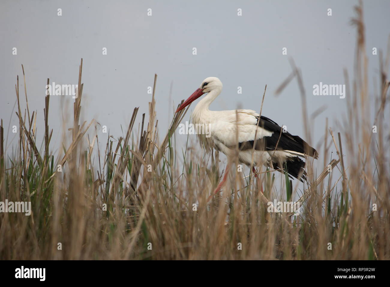 Ein Weißstorch (Ciconia ciconia) Walking für Beute in einem Feuchtgebiet in der Nähe von Münster, Deutschland. Stockfoto