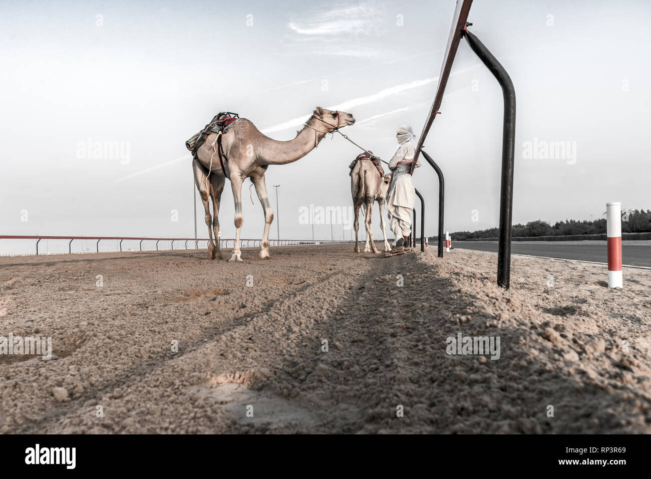 Kamele und ihre Treiber. Kamelrennen sind ein beliebter Sport im Osten. Dubai, VAE, Nov. 2018 Stockfoto