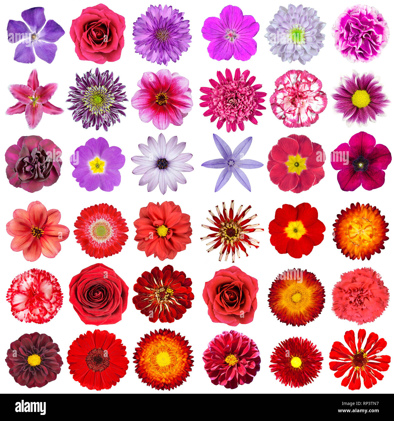Große Auswahl von verschiedenen Rosa, Violett, Weiß und Rot Blumen isoliert auf weißem Hintergrund. Blumen sind Rose, Dahlie, Ringelblume, zinnia, strawflowe Stockfoto