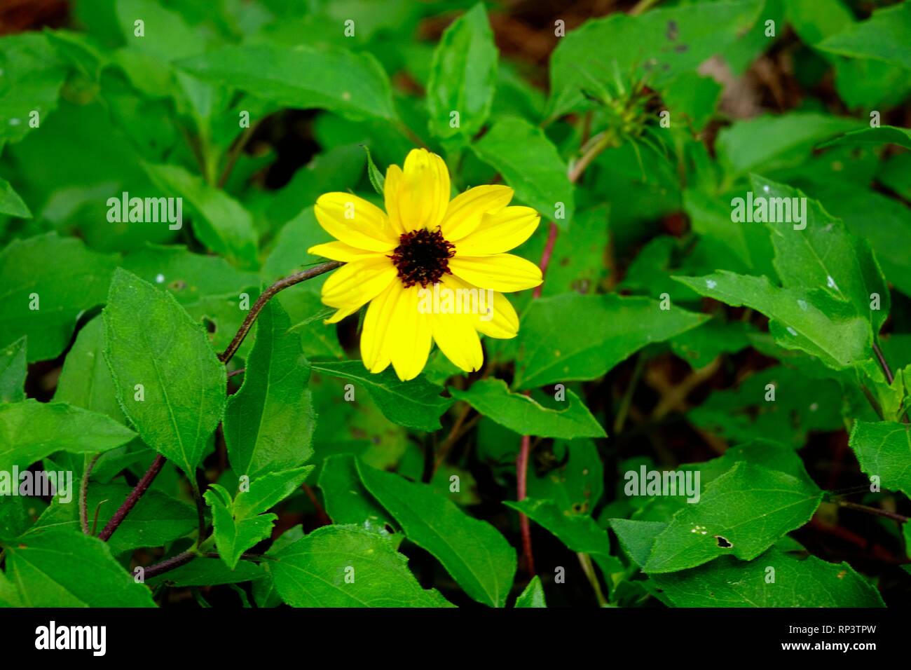 Dune Sonnenblume, Helianthus debilis Stockfoto