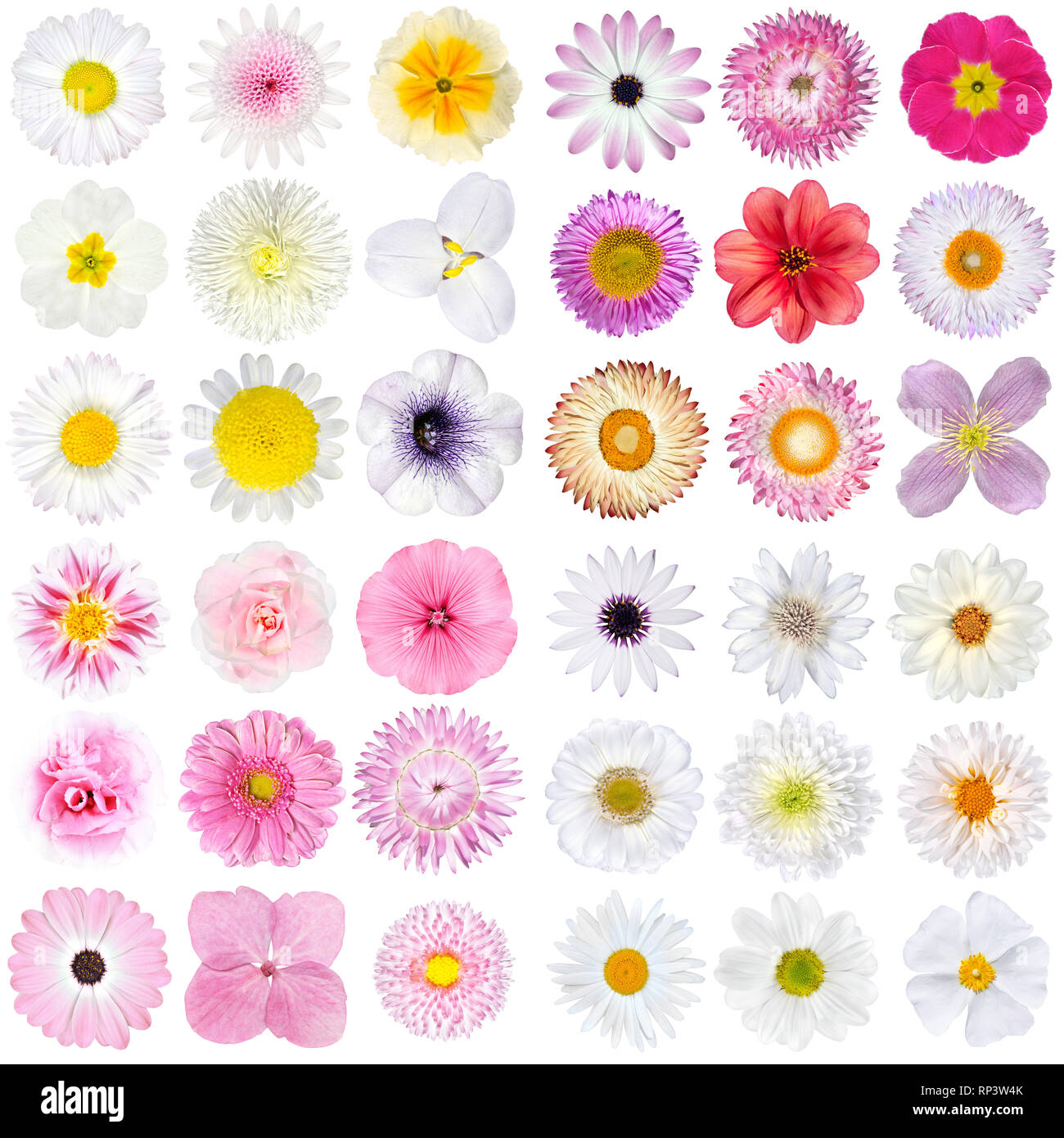 Große Auswahl von verschiedenen rosa und weißen Blumen und isoliert auf weißem Hintergrund. Blumen sind Rose, Dahlie, Ringelblume, zinnia, Strohblumen, Daisy, Stockfoto