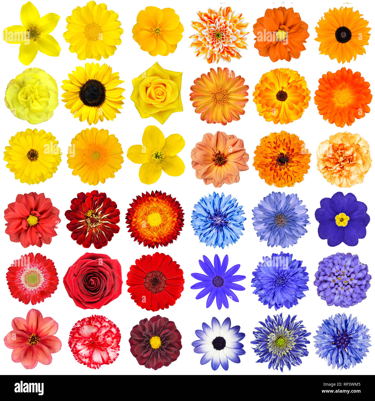 Große Auswahl von verschiedenen Orange, Violett, Blau und Rot Blumen isoliert auf weißem Hintergrund. Blumen sind Rosen, Dahlien, Sonnenblumen, Rose, Ringelblume, Stockfoto