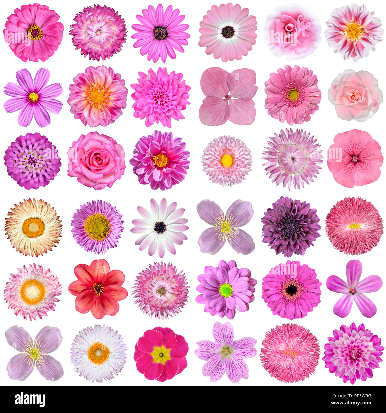 Große Auswahl von verschiedenen Rosa, Violett, Weiß und Rot Blumen isoliert auf weißem Hintergrund. Blumen sind Rose, Dahlie, Ringelblume, zinnia, strawflowe Stockfoto