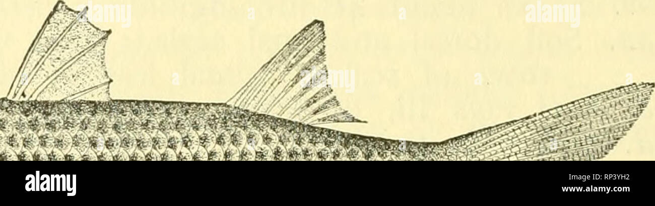 . Amerikanisches Essen und Spiel Fische: Ein beliebter Berücksichtigung aller Arten in Nordamerika nördlich des Äquators gefunden, mit Tasten für eine schnelle Identifizierung, Lebensgeschichten und die Methoden der Erfassung. Fische -- United States. e.*.?,^* •? "*" 1 Gemeinsame IVIullet; gestreifte Meerbarbe Miigil cepJiahis Linnaeus der gemeinsamen Meeräsche ist ein Fisch, der sehr weiten Verbreitung, die auf die Küsten von Südeuropa und Nordafrika, auf der atlantischen Küste von Amerika vom Cape Cod nach Brasilien, und auf unsere Pazifikküste von Monterey nach Chile. Es geht in großen Schulen und wird überall reichlich in Buchten, Lagunen, und alle shel Stockfoto