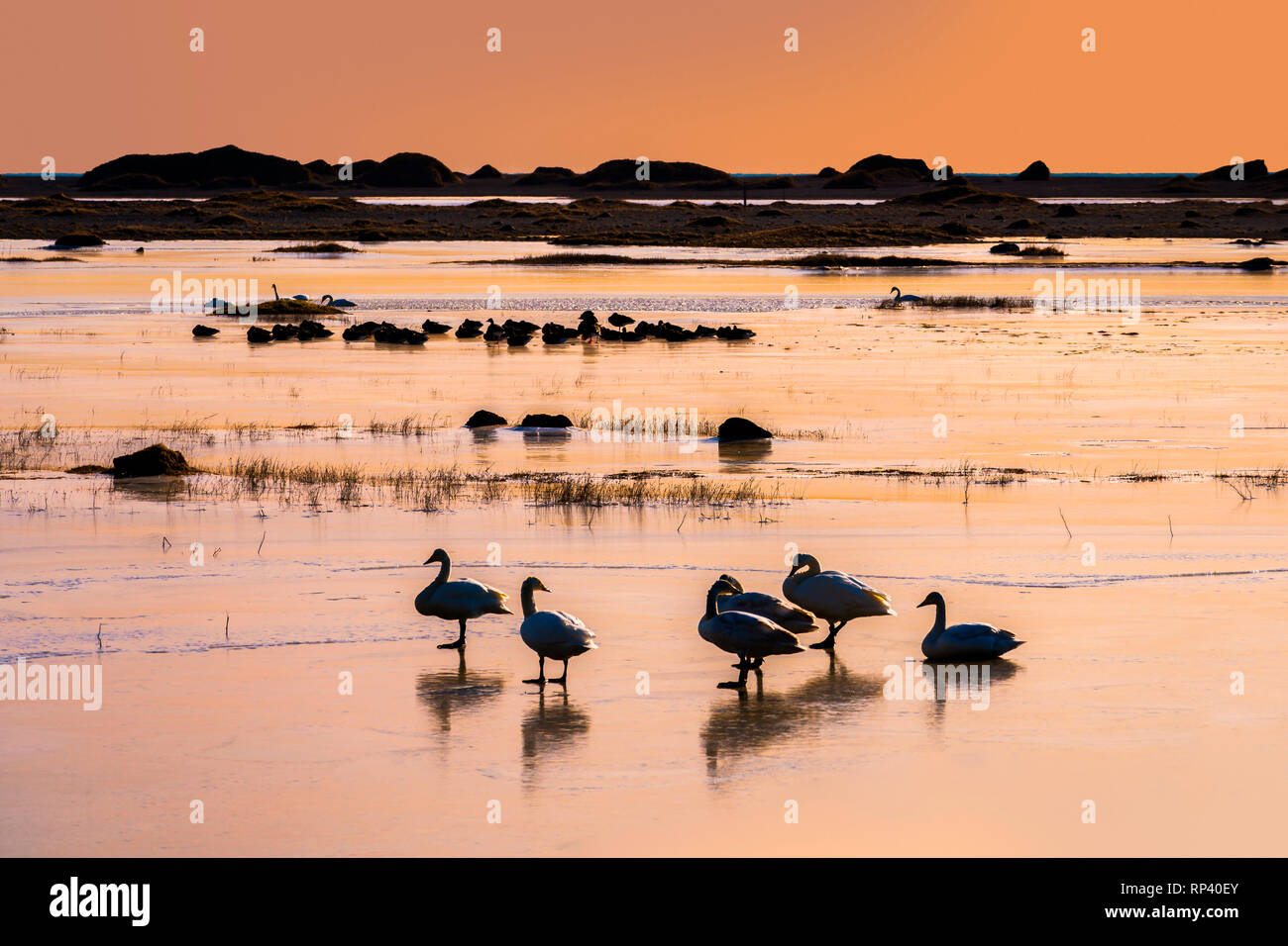 Singschwänen, Island Stockfoto