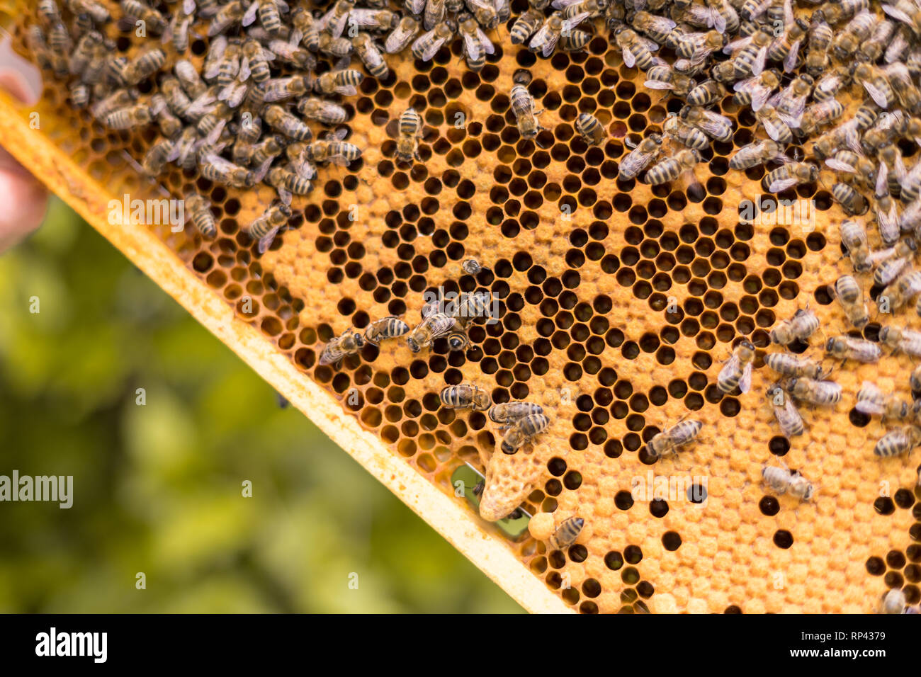 Rahmen eines Bienenstocks mit offenen und geschlossenen Zellen einer Wabe und Bienen. Königin Zellen für die KÖNIGIN-BIENE Zucht Stockfoto