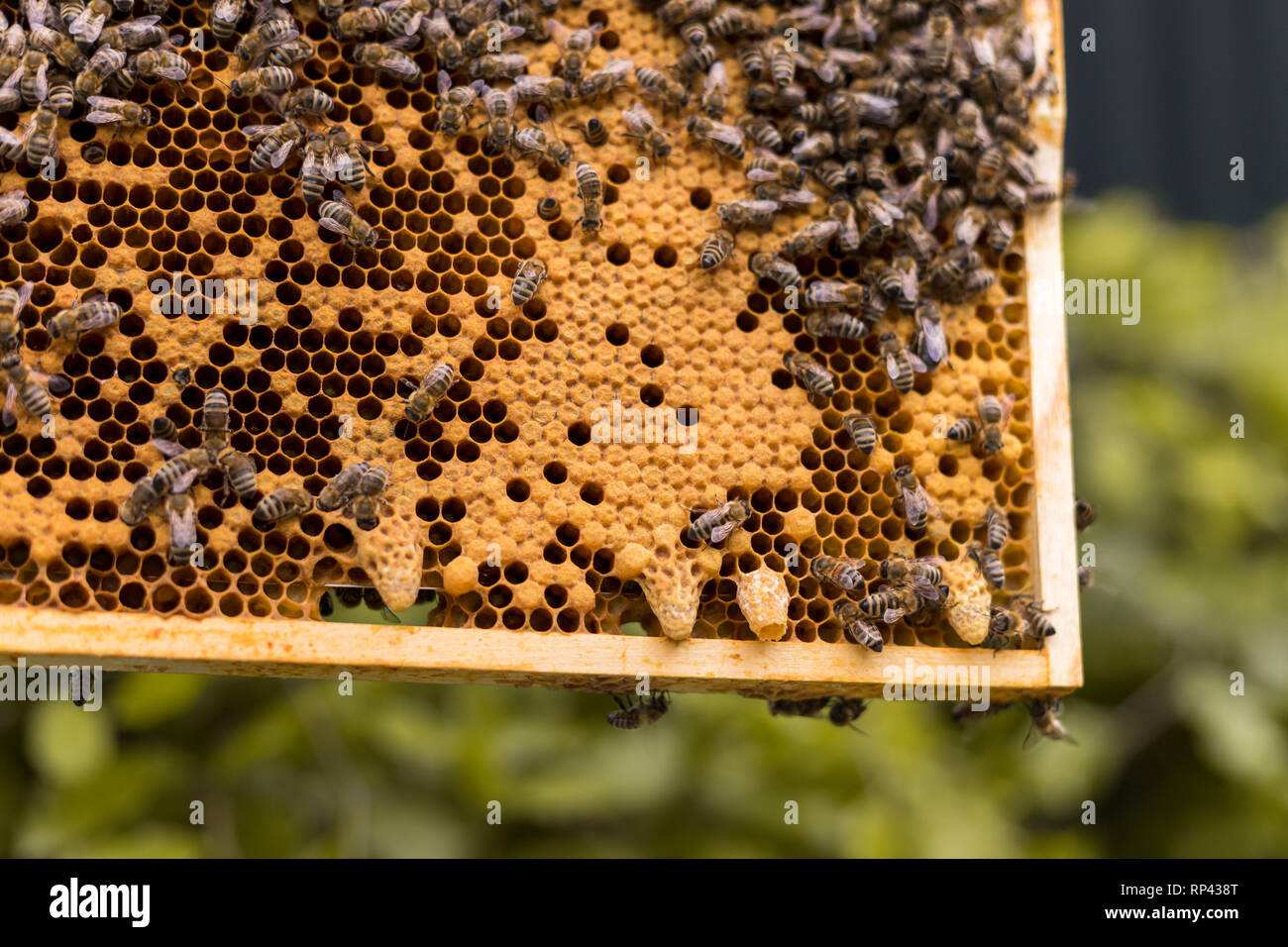 Rahmen eines Bienenstocks mit offenen und geschlossenen Zellen einer Wabe und Bienen. Königin Zellen für die KÖNIGIN-BIENE Zucht Stockfoto