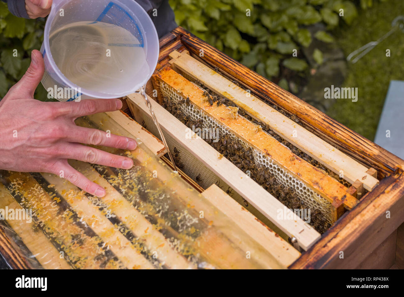 Nahaufnahme eines Bienenstocks. Die Bienen zu füttern, Zucker Wasser wird in den Hive gefüllt Stockfoto