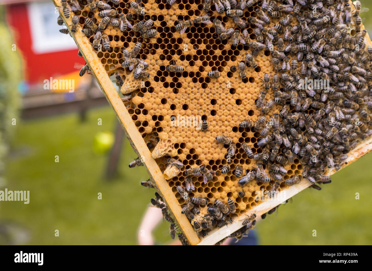 Rahmen eines Bienenstocks mit offenen und geschlossenen Zellen einer Wabe und Bienen. Königin Zellen für die KÖNIGIN-BIENE Zucht Stockfoto