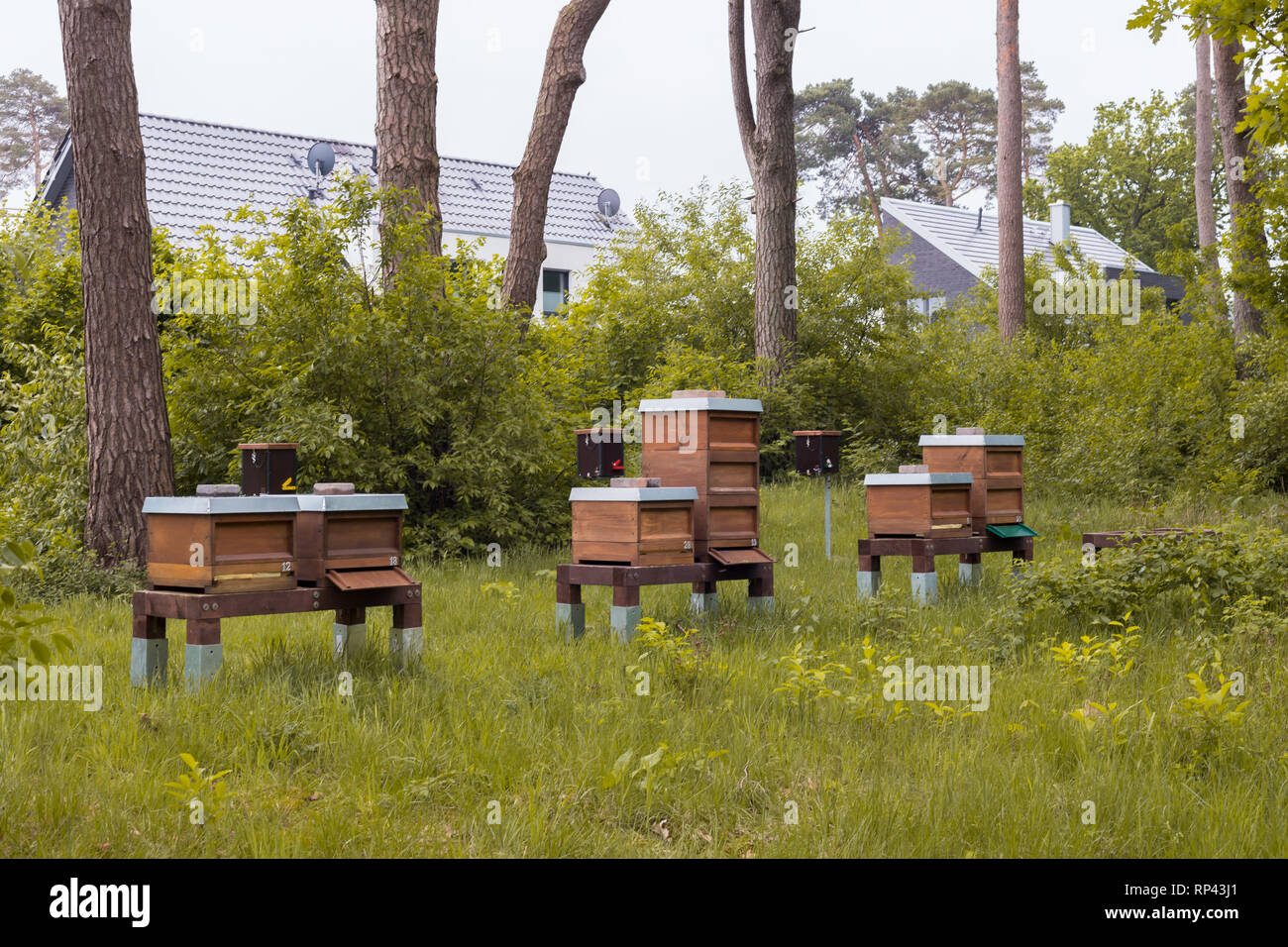 Bienenstöcke stehen hinter einer Reihe von Häusern im Wald Stockfoto