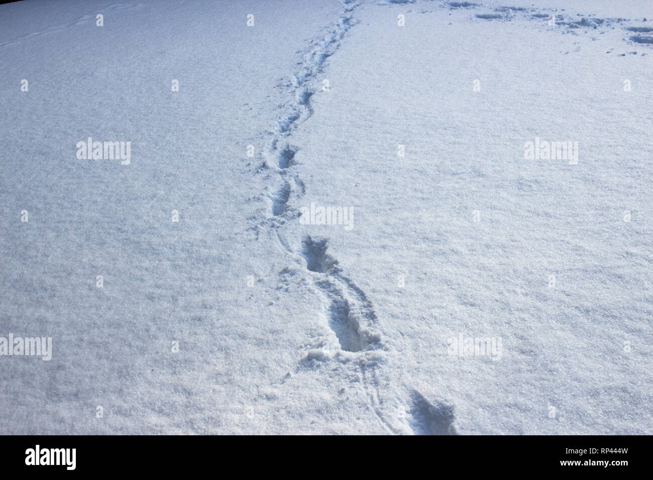 Ein verschneiter Weg. Stockfoto