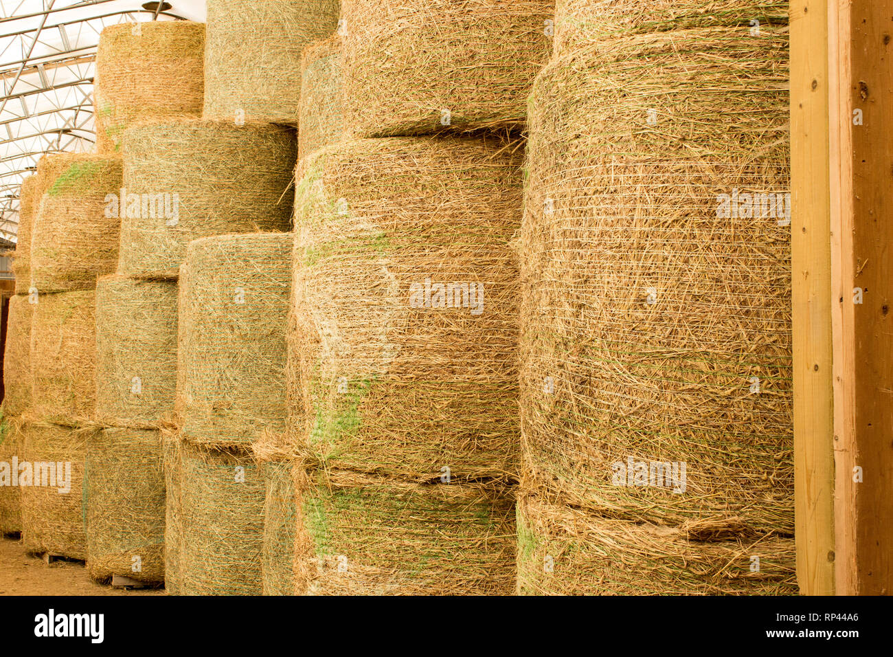 Große, runde Heuballen. Stockfoto