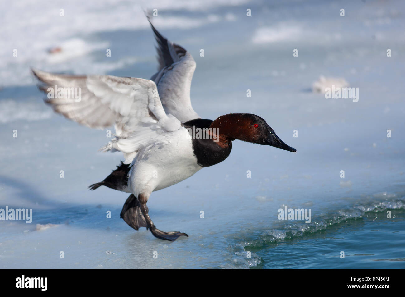 Vögel Shorebirds Winter Canvasback Ente Flügel öffnen Stockfoto