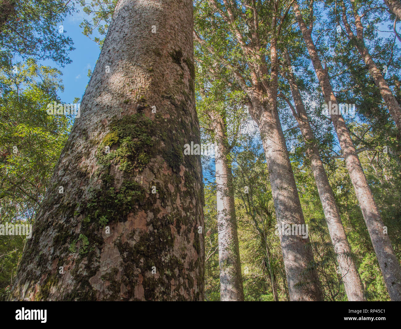 Kauri, die Baumstämme hoch über unterwuchs, in Puketi Wald, Northland, Neuseeland Stockfoto