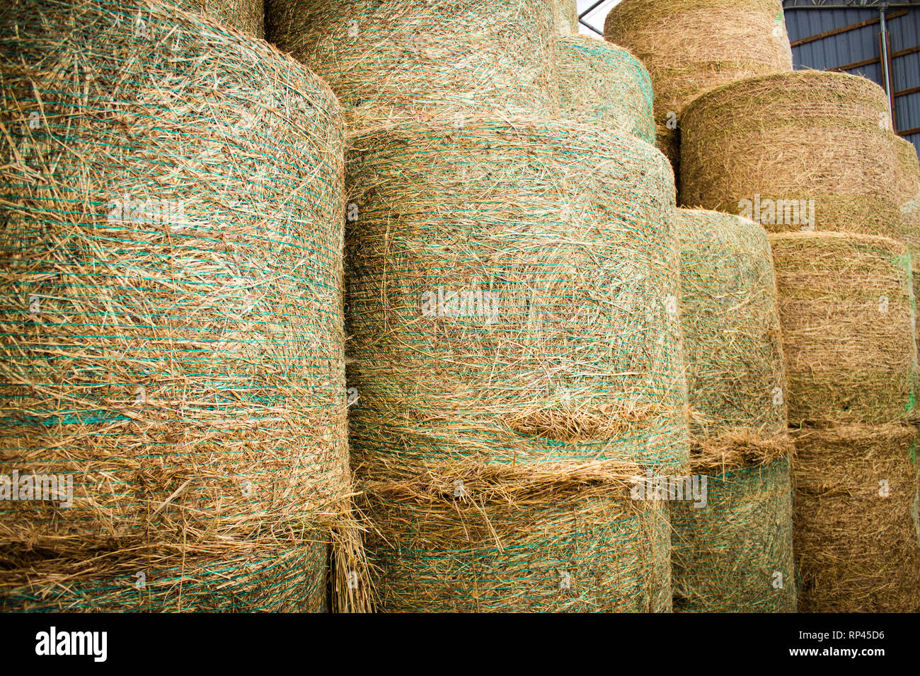Große, runde Heuballen. Stockfoto