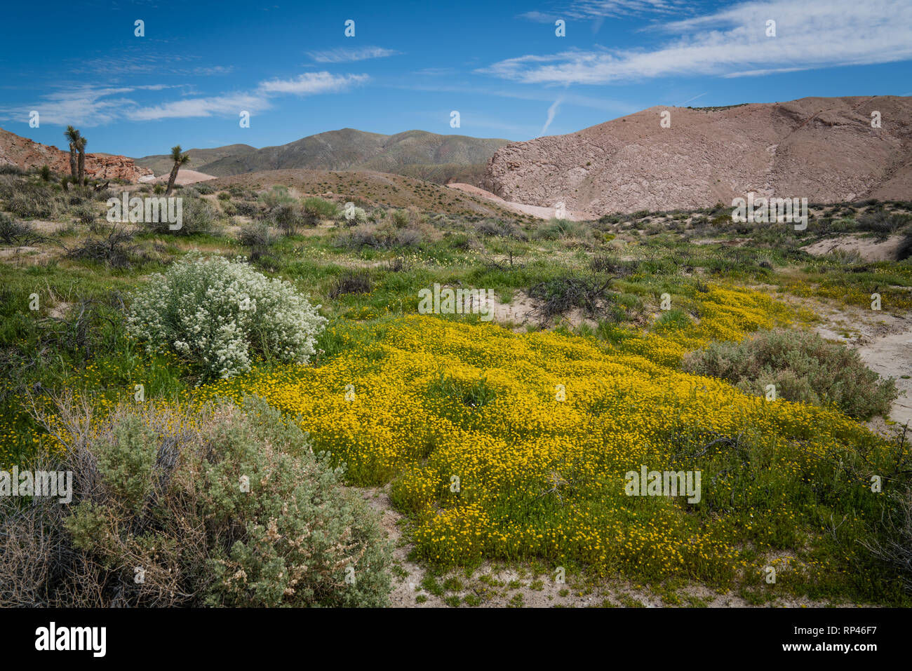 Bereich der gelben Wüste Blumen und Bush weiß blühende mit Joshua Bäume Stockfoto