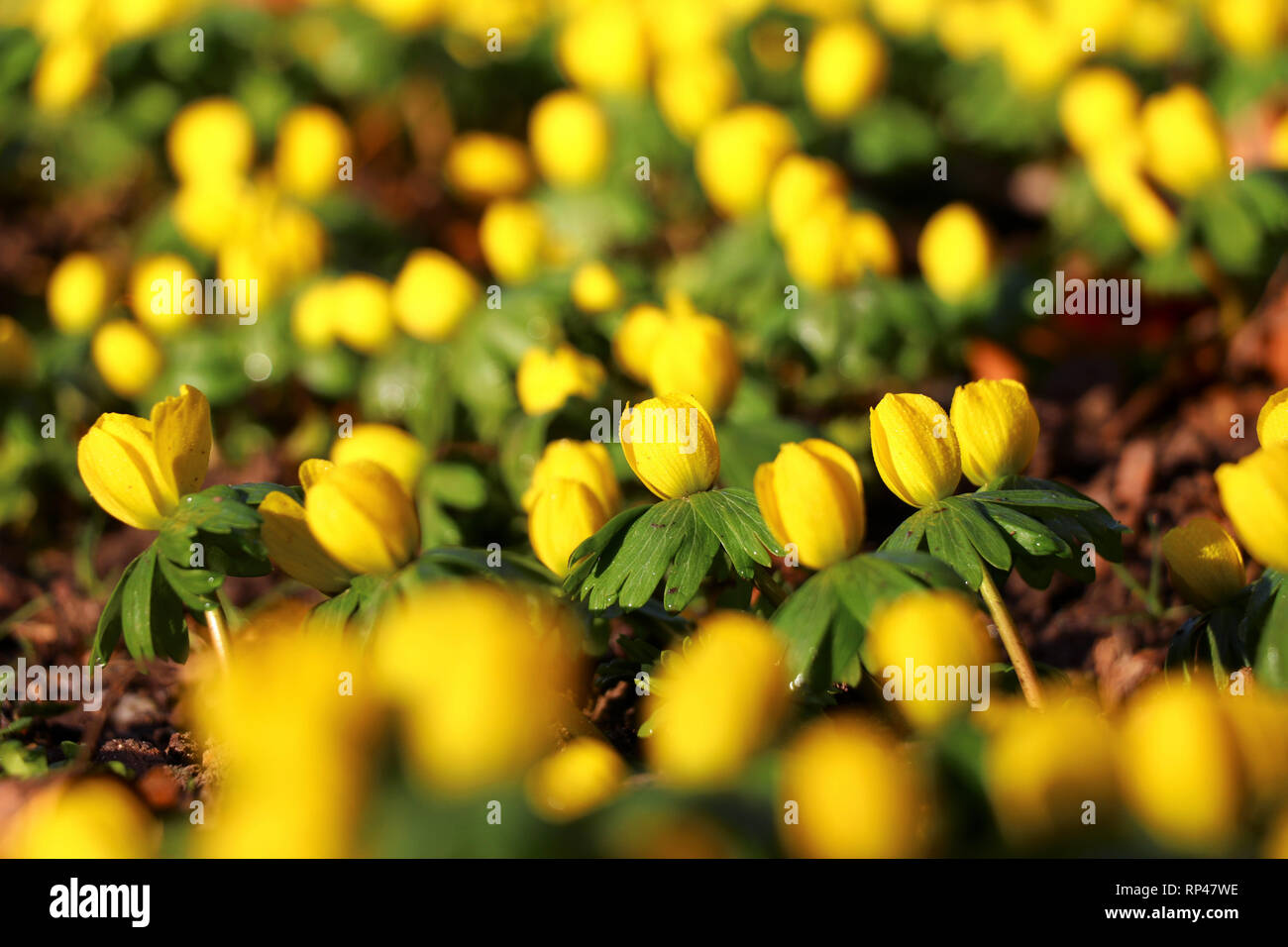 Eranthis (Camas) - Schlossgarten Schwetzingen Deutschland Stockfoto