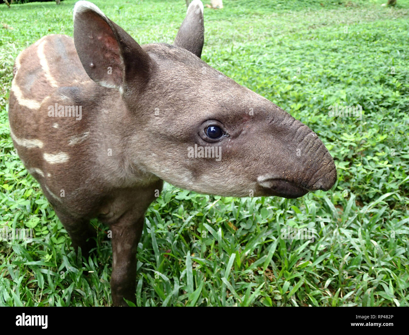 Tapir Baby im Dschungel - Peru Südamerika Stockfoto