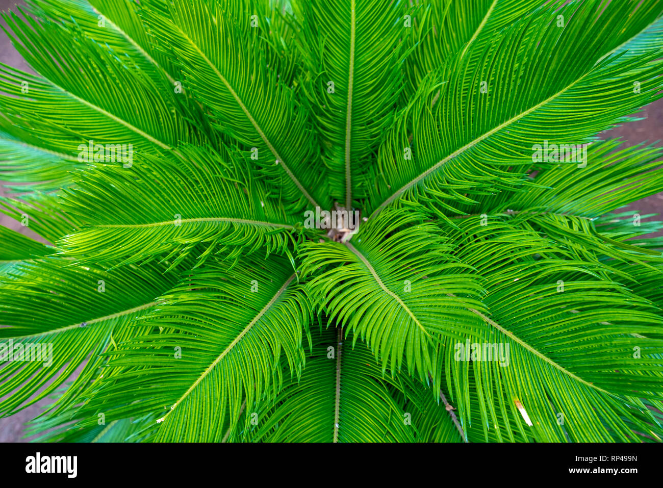 Grüne Palmen, tropischen Anlage in wild wächst. Close Up. Muster, Textur, Hintergrund. Stockfoto