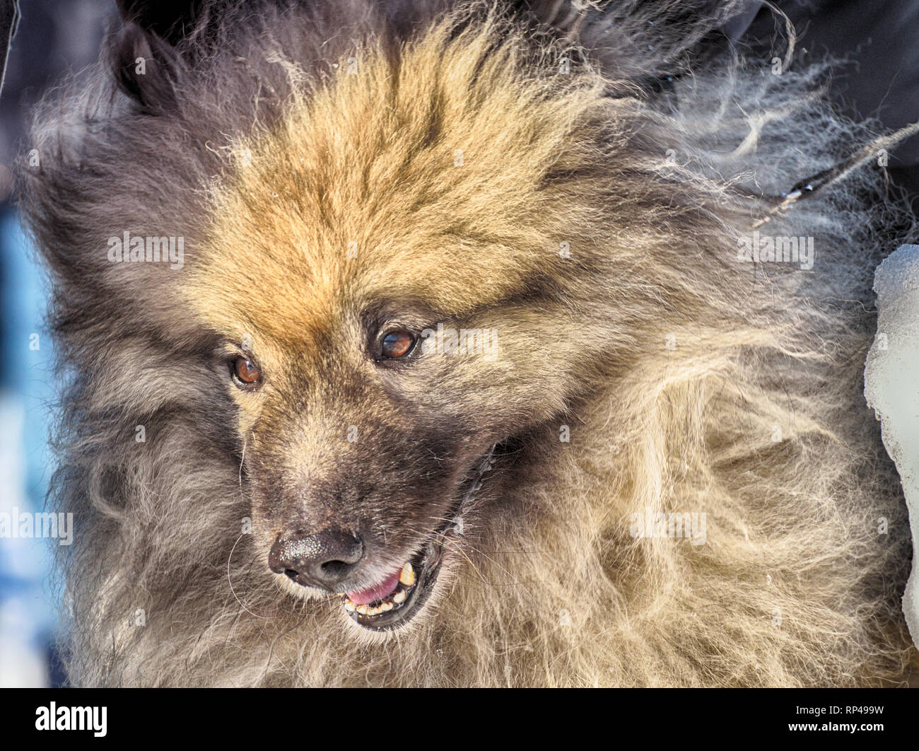 Der Hund - der beste Freund des Menschen. Es ist eine treue Tier. Lieblingstier in der Familie. Stockfoto