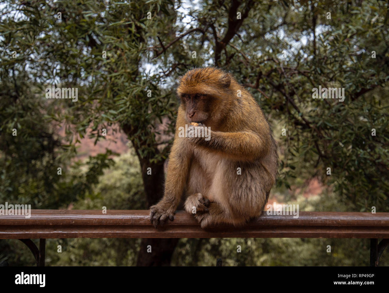 Barbary macaque Affen sitzen auf dem Boden in der großen Atlas Bergwälder mit grünen Blättern auf dem Hintergrund von Ouzoud Wasserfälle, Marokko, Afrika Stockfoto