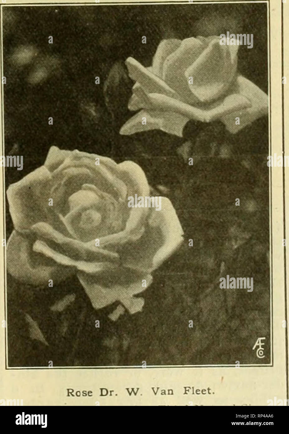 Die amerikanische Florist: Eine wöchentliche Zeitschrift für den Handel.  Blumenkultur ; Floristen. Rose Silver Moon. RatliiT mehr als ein Drittel  der natürlichen Sizi'. Spencer den empfindlichen Flanke von Prin-cess  Victoria, der