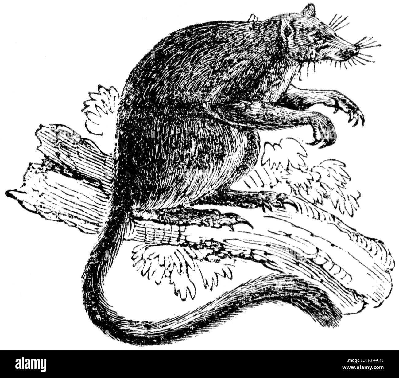 Holz graviert Illustration, von der "Schatzkammer der Natur" von Samuel Maunder, veröffentlicht 1848 Stockfoto
