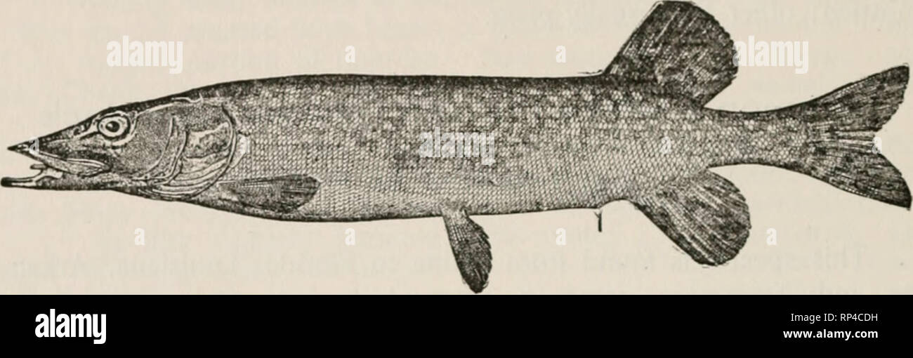 Fische aus dem nördlichen HochlandInternet-Dating erste Treffpunkte