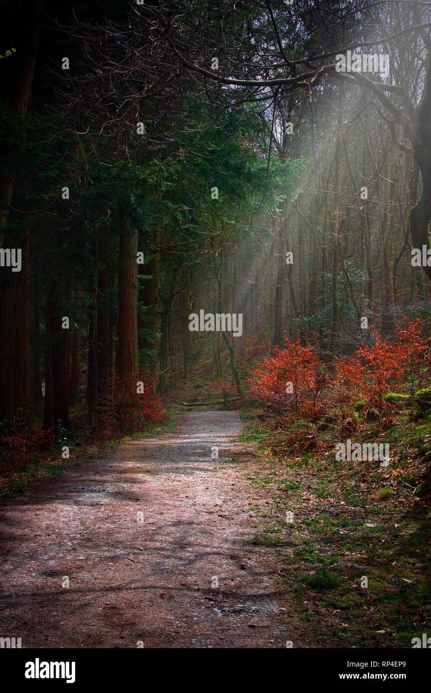 Sonnenstrahlen Filterung durch die Baumkronen zu hellen Weg. Stockfoto