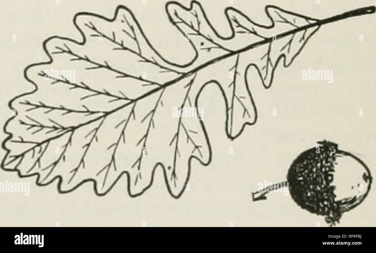 . Amerikanische Wald Bäume, von Henry H. Gibson;. Bäume; Holz. 214 amerikanische Wald Bäume Jahresringe sind oft fast unsichtbar, weil die Poren sind gleichmäßig verstreut und nicht Bands bilden. Die Markstrahlen sind breite, im Herzen schwarz, in der sapvvood Weiß. Wenn das Holz sonst geeignet waren, erfreuliche Auswirkungen von Quartal produziert werden könnte - Sägen, aber soweit bekannt, keine Versuche gemacht worden, dies zu tun. Jetzt und dann eine geeignete anmelden könnten gefunden werden. Die Bedeutung dieser Eiche liegt in der Brennwert. Es Preise oben weiße Eiche in der theoretischen Tests, aber es ist schwerer in Asche, und es in der Praxis Stockfoto