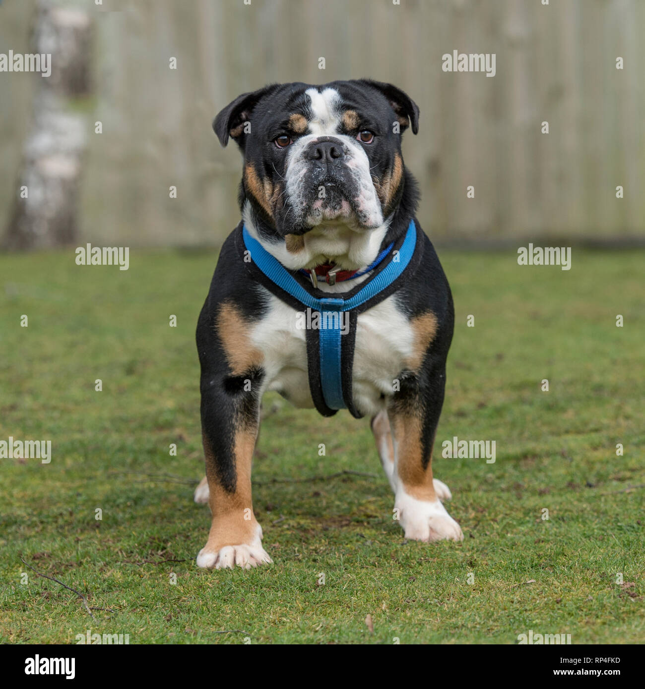 Bulldog Stockfoto
