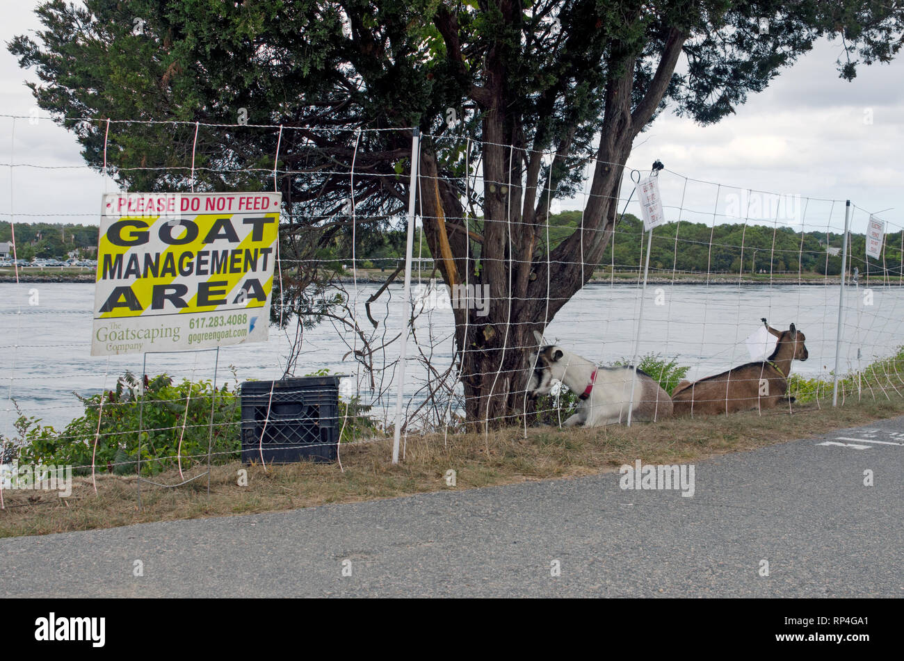 Ziege Management Bereich entlang der Cape Cod Canal für die Vegetation Steuerung mit 2 Ziegen zur Festlegung in Massachusetts, USA Stockfoto