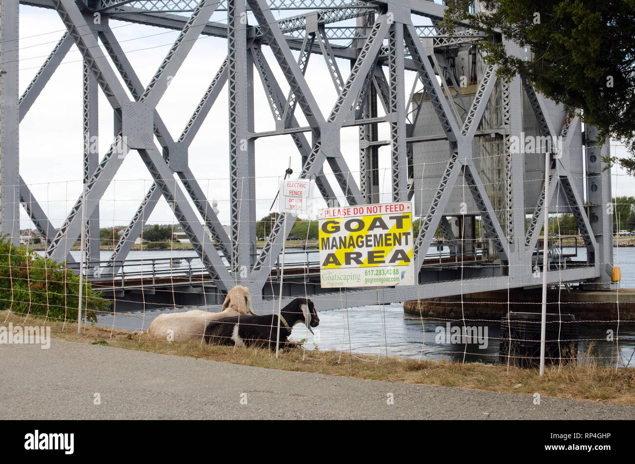 Ziege Management Bereich mit 2 Ziegen hinter elektrischen Zaun an der Cape Cod Canal für die Vegetation in Massachusetts, USA Stockfoto