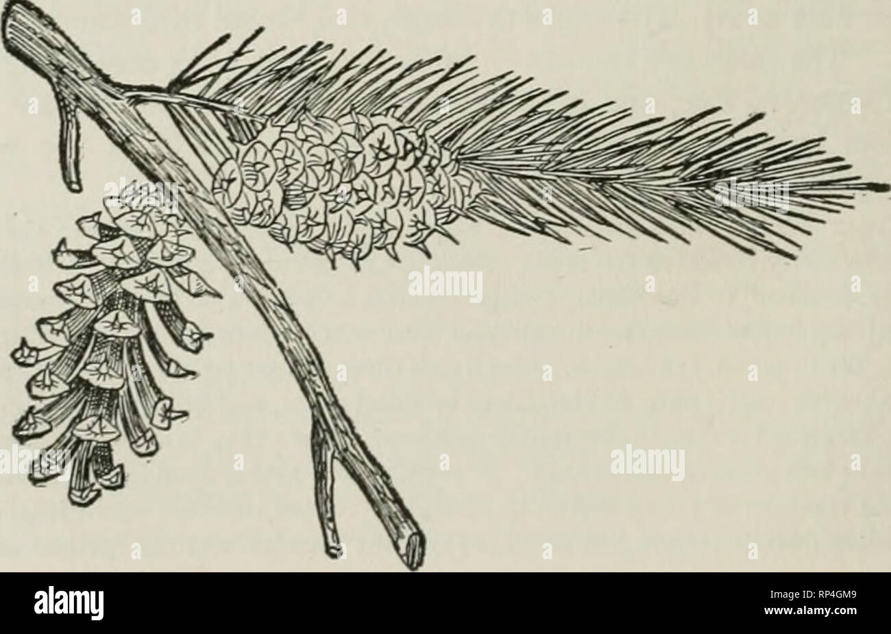 . Amerikanische Wald Bäume, von Henry H. Gibson;. Bäume; Holz. 76 Amerikanische Wald Bäume Kiefer. Das Holz ist leicht, weich, eher stark, spröde. Die Jahrringe sind in der Regel breit, dass schnelles Wachstum. Sehr alten grauen Kiefern sind nicht bekannt. Ein Alter von 185 Jahren scheint das Höchste auf Aufzeichnung zu sein. Das Holz ist Harzig, und es hat in einer kleinen Weise, der Pazifischen Küste Märkte mit hochwertigen Terpentin liefern dazu beigetragen, aus Wurzeln destilliert. Es Erträge Harz wenn Boxed wie die südlichen longleaf Kiefer. Es gibt zwei Jahreszeiten fließt. Man ist sehr früh, und schließt, wenn das Wetter heiß wird; der andere ist in Stockfoto