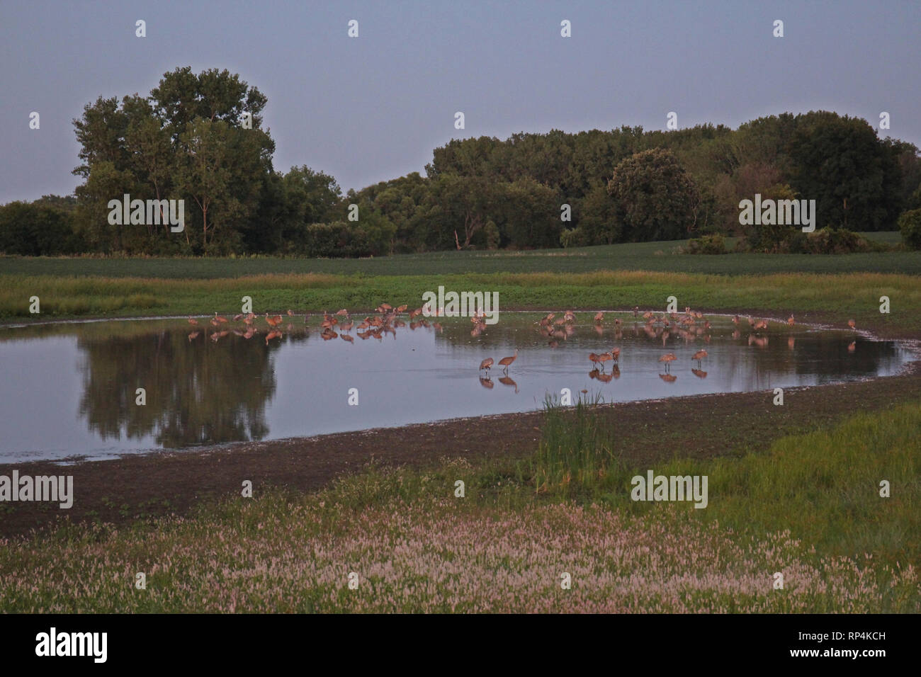 Eine Herde von Kanadakranichen Waten in einem Teich in einem Feld mit einem weichen konzentrieren, in Antioch, Illinois, USA Stockfoto