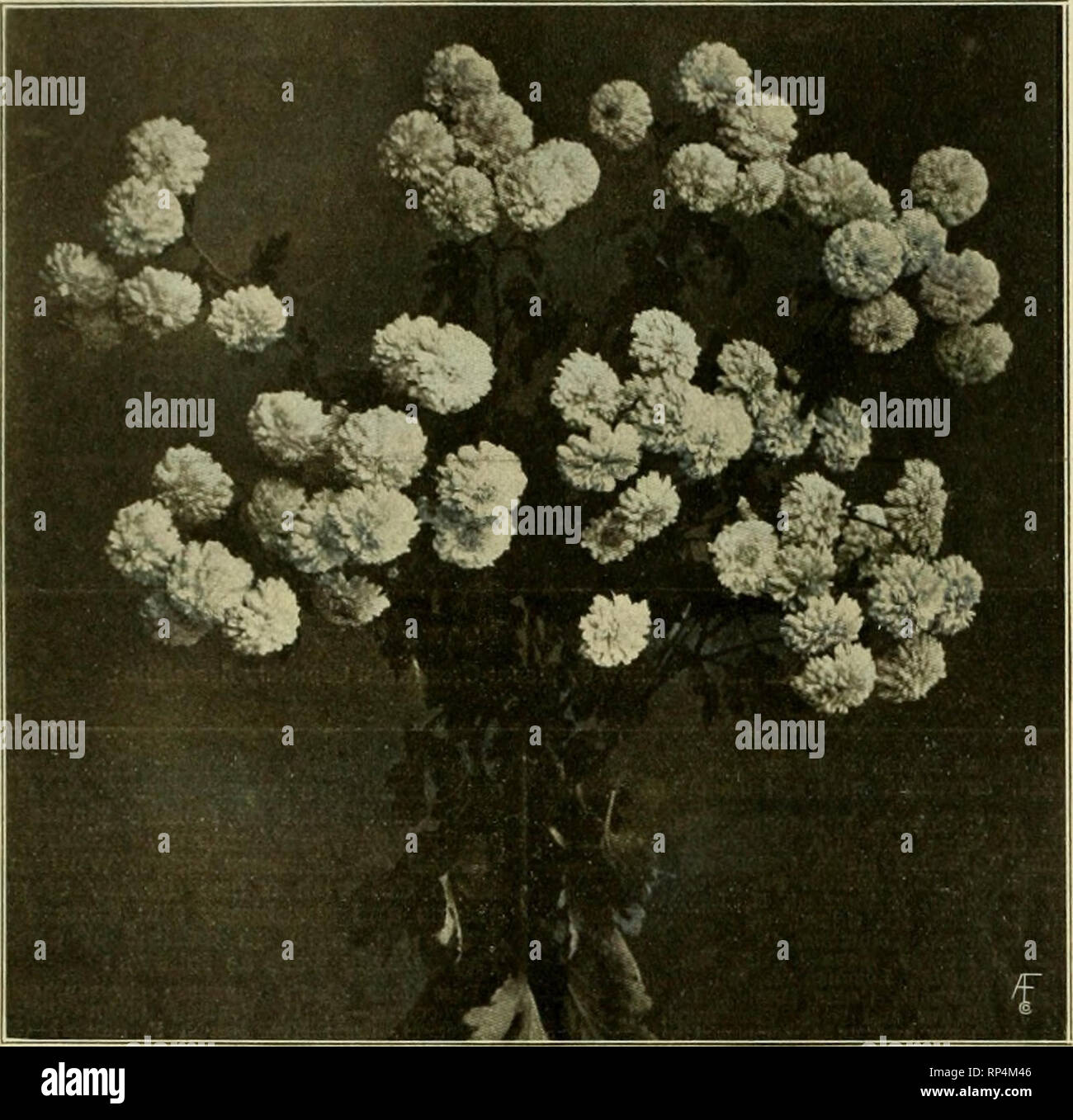 . Die amerikanische Florist: Eine wöchentliche Zeitschrift für den Handel. Blumenkultur ; Floristen. 776 Die amerikanische Florist. Nov. 12. Fünf Blüten lU-ntik-e Können.-Johannes Wnnnn - nuikcr, erste: Frau Wiu. M. ICH "otts iW. J. Ucu-ilerson. Kiirtleneri. Zweiter. Klvf bUH. ms Oberst S. Apploton.- Geo. W. (liiUls l> Ri'i'l (TUos. 1 - oiik".s"). rdenor flrst: Mis. K.H.Ellison, rivf liliNXiis secniil.. O. 11. ItrtKHiiht 'nd.-Crnlgo Mp-piiu'oit Ich m. Morton. Kartioner). Zuerst: J. W-Reaper. st'Coml. Ols | " Iny von Li: nl. v pompon Chrysanthemen.-.zuchwil V. Pfeffer, "Erste.lU-st fünf weißen Blüten.-- Tohn W. Pfeffer, erste: Mrs. Stockfoto