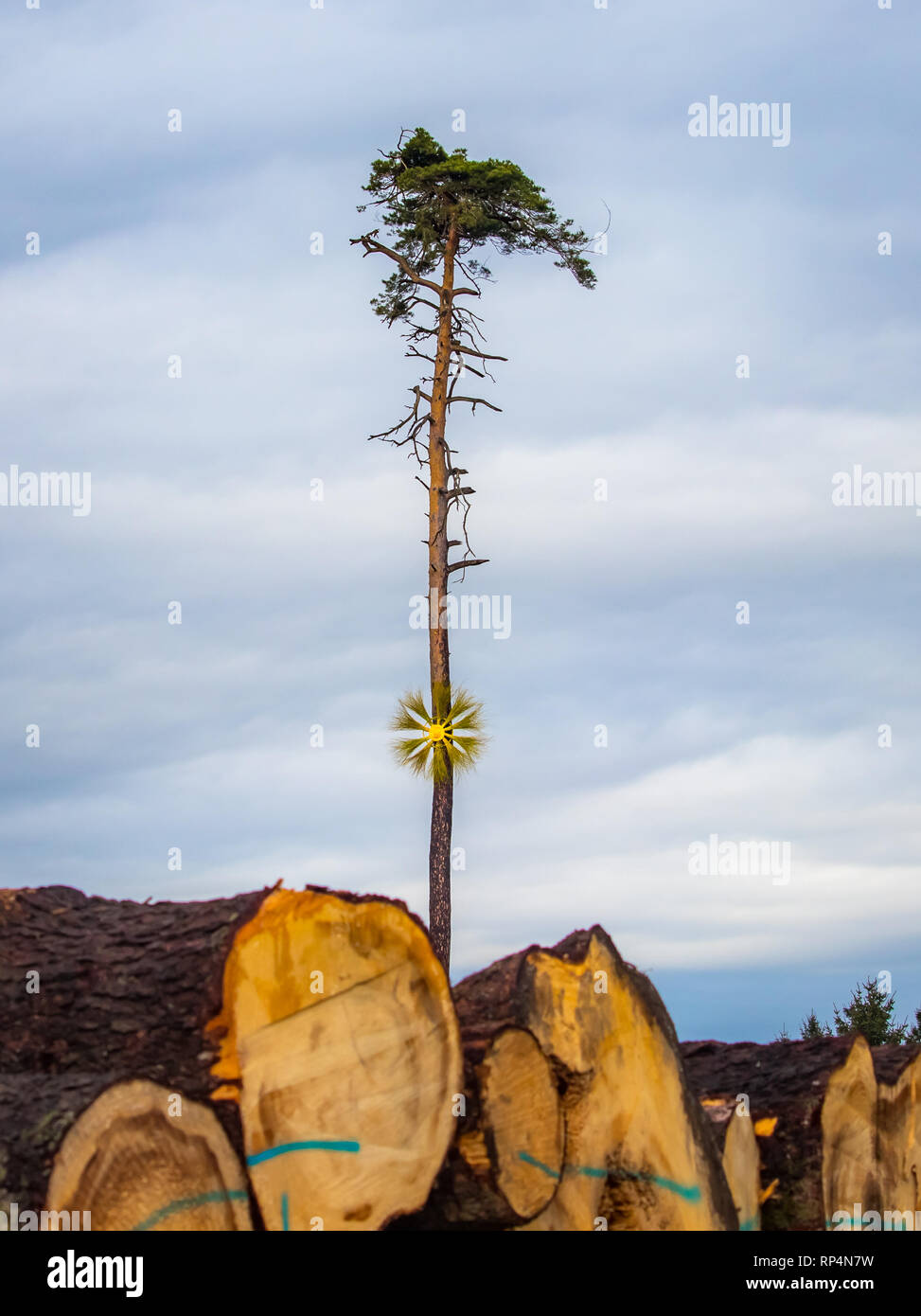 Baum des Todes Waldsterben Szene mit einem letzten Baum stehend, speichern Natur Umwelt Stockfoto