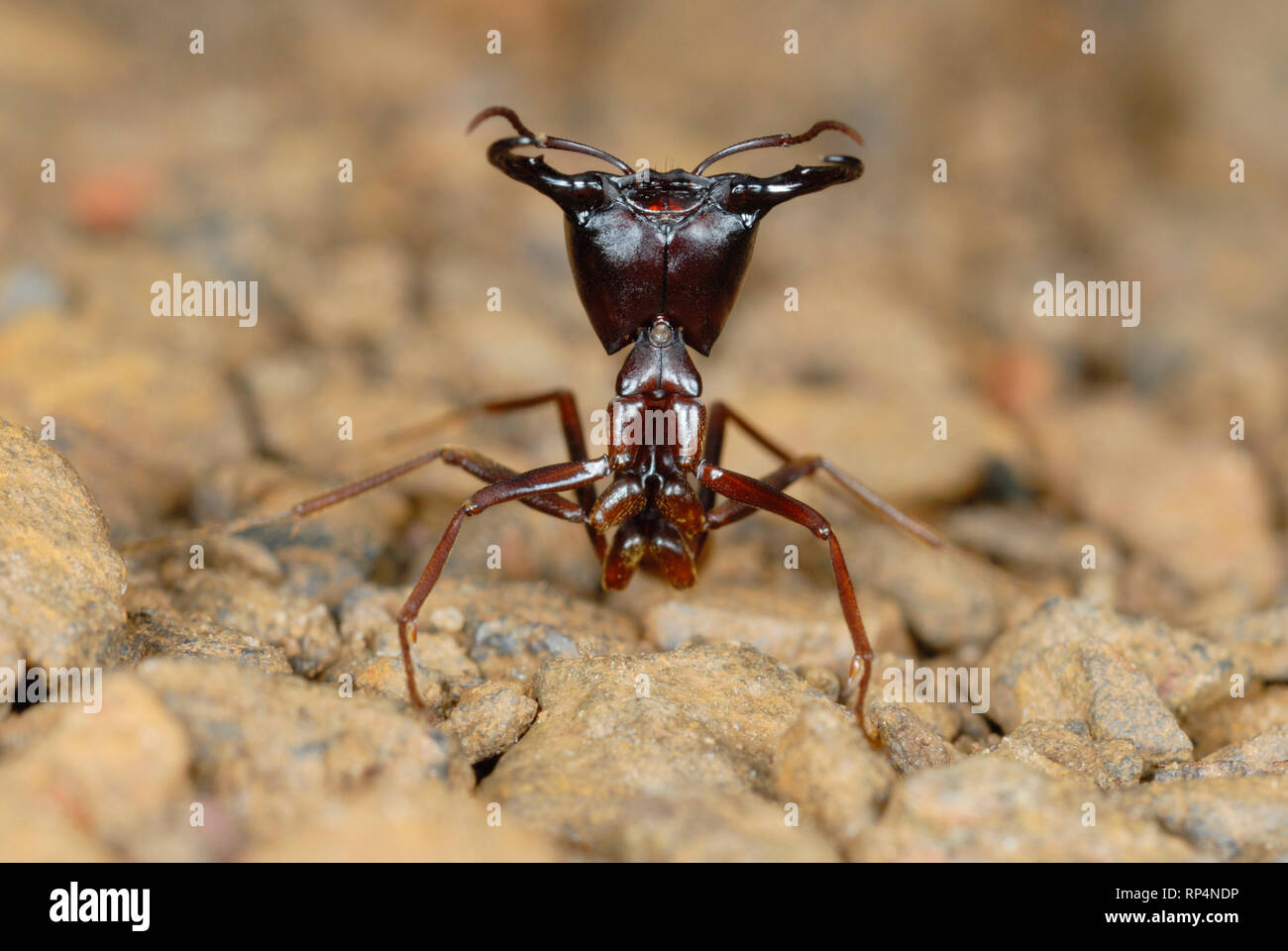 Safari Ant Guard (Dorylus sp.) Stockfoto