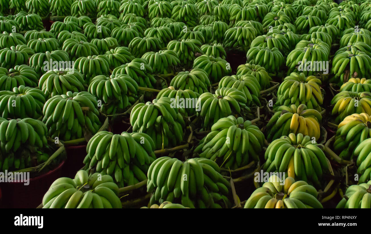 Grüne Bananen in Großhandel frische Markt Stockfoto