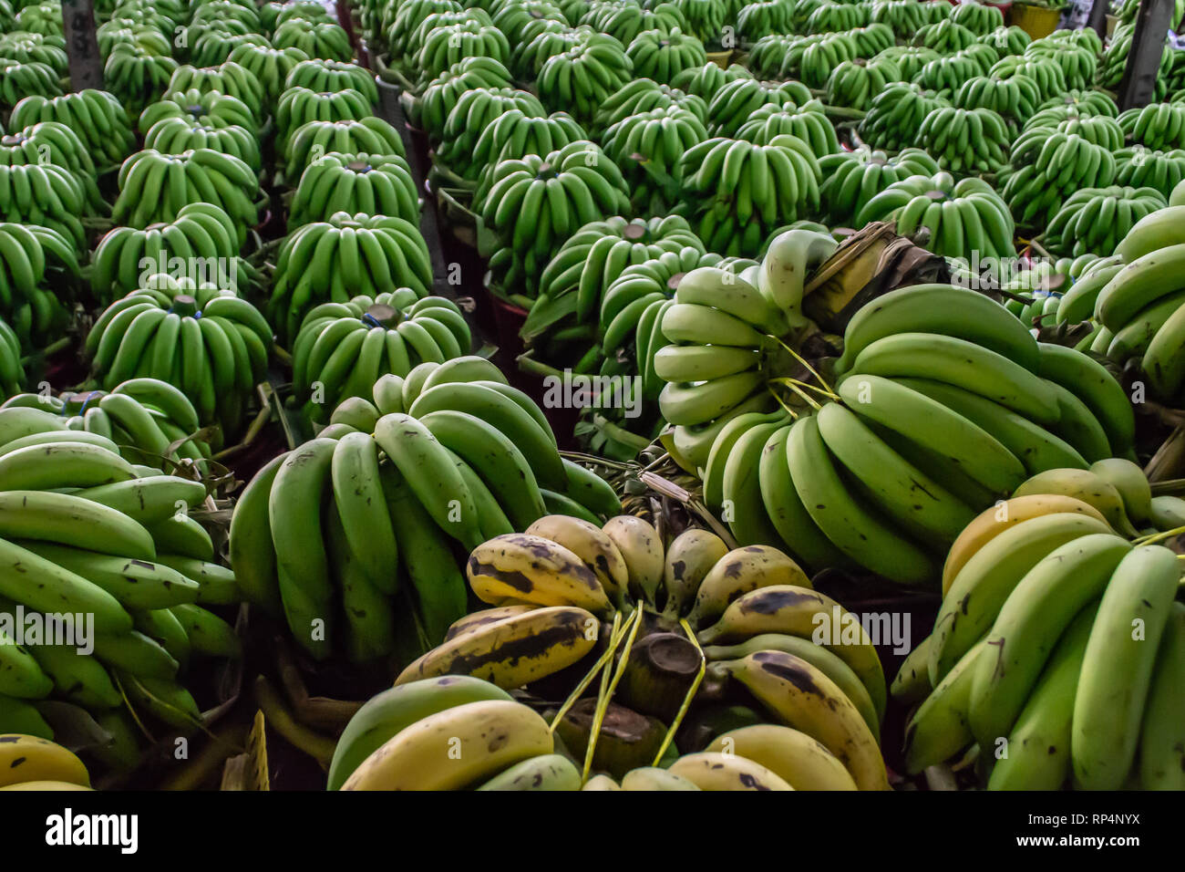 Grüne Bananen in Großhandel frische Markt Stockfoto