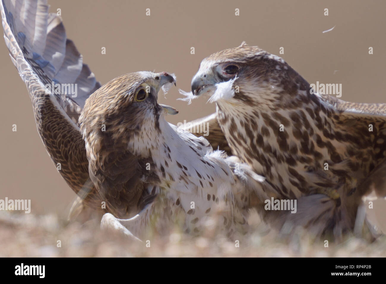 Männliche Saker Falken (Falco cherrug) kämpfen Stockfoto