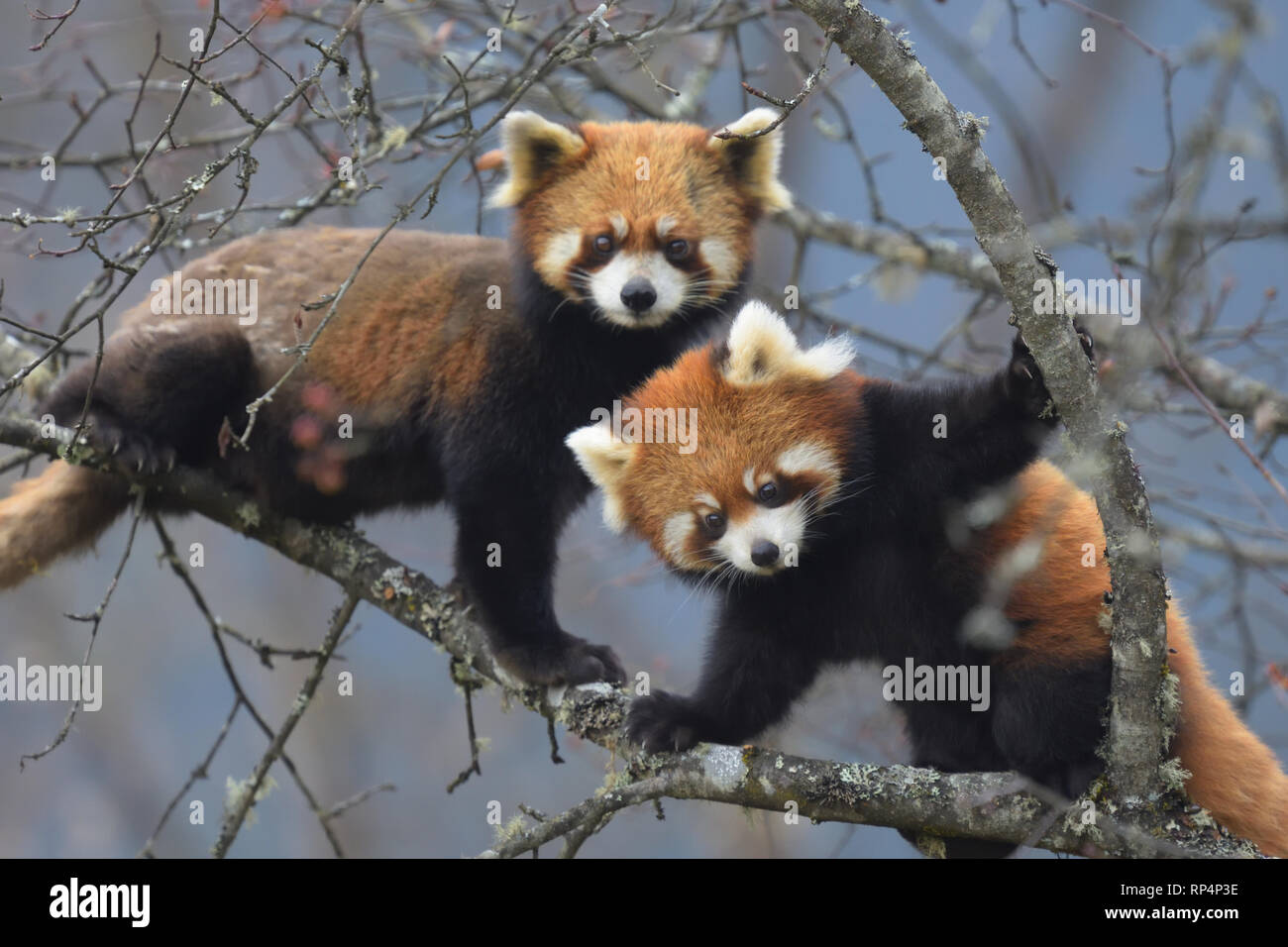 Rote Pandas Stockfotos Und Bilder Kaufen Alamy