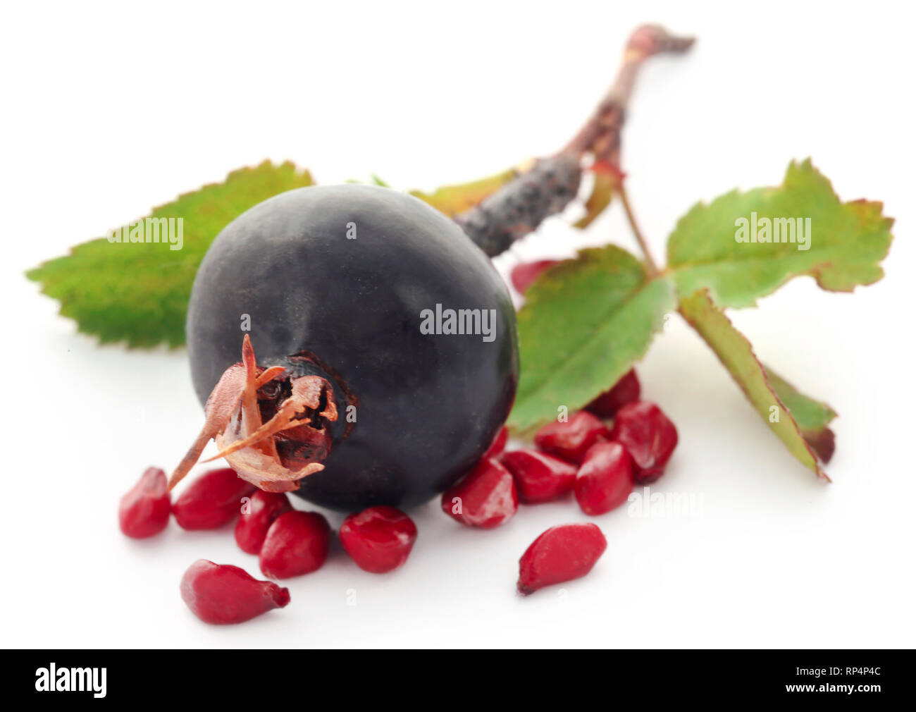 Rosa rugosa oder Strand rose schwarze Frucht mit weißem Hintergrund Stockfoto